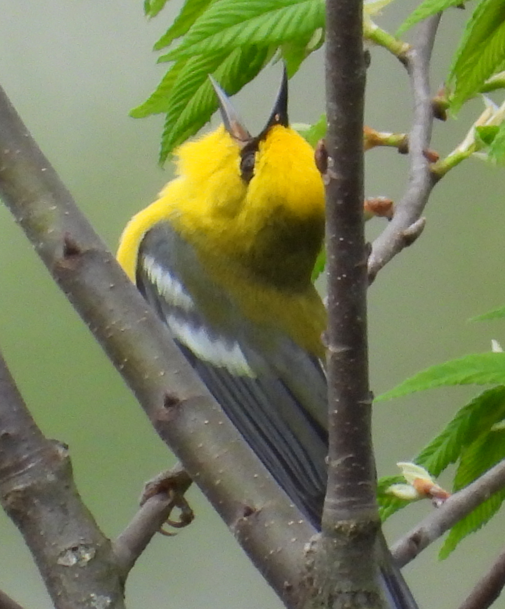 Blue-winged Warbler (Vermivora cyanoptera), photo 1