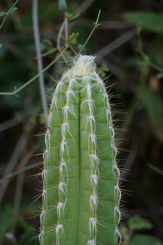 Pilosocereus lanuginosus, photograph 5