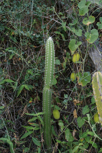 Pilosocereus lanuginosus, photograph 6