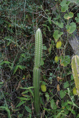 Pilosocereus lanuginosus, photograph (c) Connor Connolly-Moyls, some rights reserved (CC BY)
