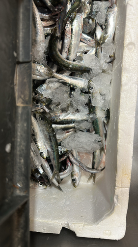 Sardina pilchardus