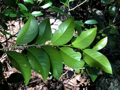 Casearia multinervosa