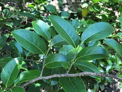 Casearia multinervosa