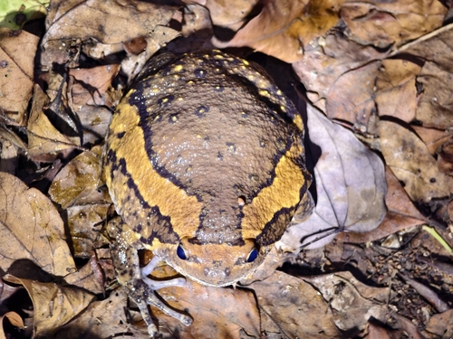 Asian Painted Frog