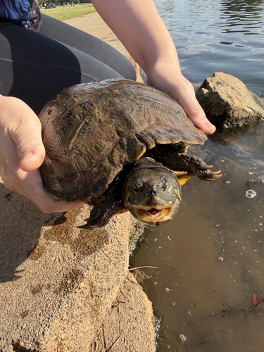 Trachemys scripta elegans