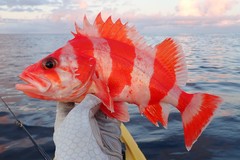 Flag Rockfish photo 4