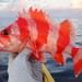 Flag Rockfish - Photo (c) Ben Cantrell, some rights reserved (CC BY-NC), uploaded by Ben Cantrell
