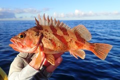 Calico Rockfish photo 2