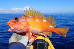 Rosy Rockfish photo 2