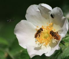 Parhelophilus
