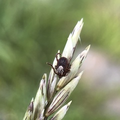 Dermacentor occidentalis