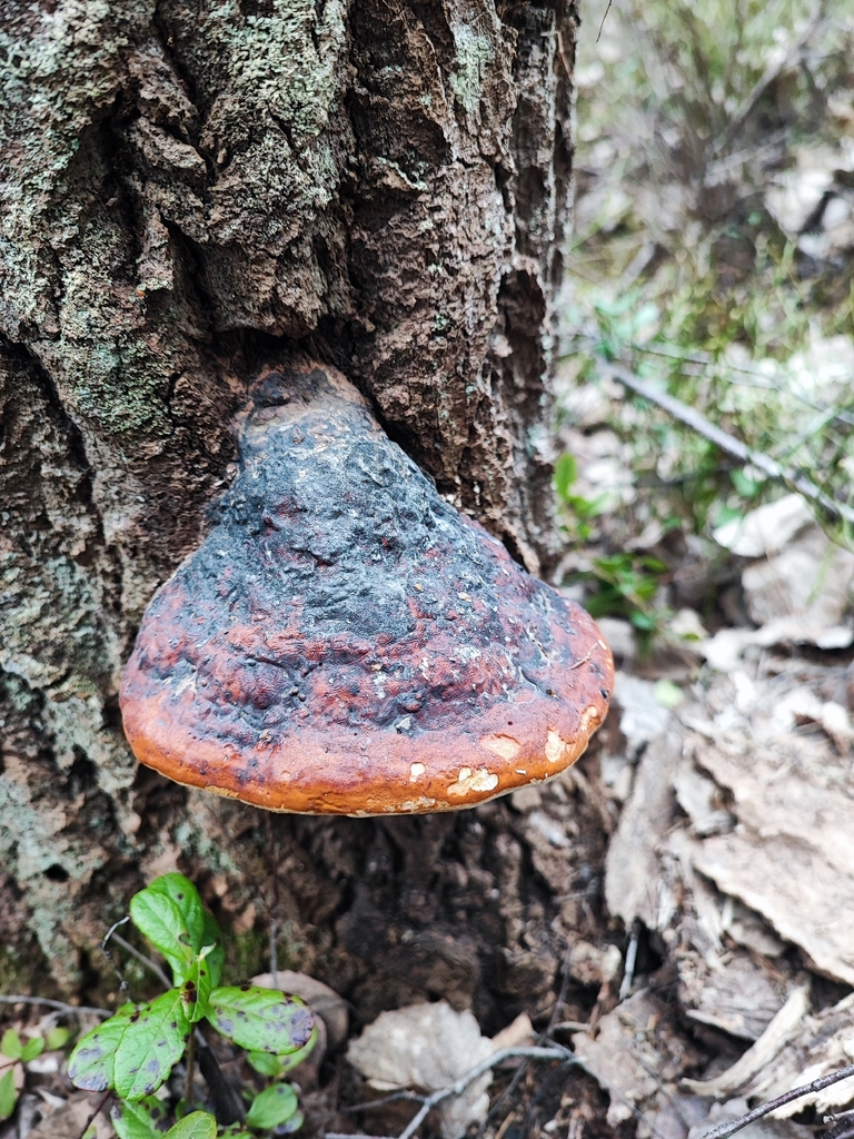 Fomitopsis pinicola · April 2026 · photo: © andest99 (iNaturalist, cc-by)