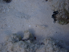 Coryphopterus glaucofraenum