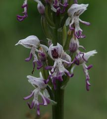 Orchis simia simia