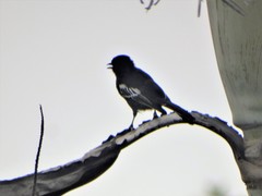 Melaniparus niger niger