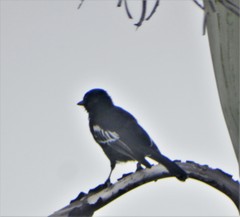 Melaniparus niger niger