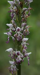 Orchis simia simia