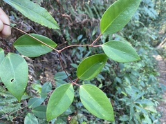 Clematis crassifolia