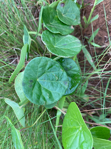 Stephania abyssinica