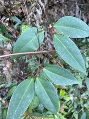 Clematis crassifolia