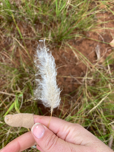 Cogon Grass