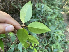Clematis crassifolia