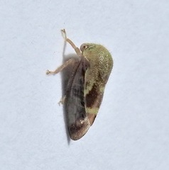 Ophiderma evelyna