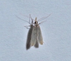 Dichomeris punctipennella