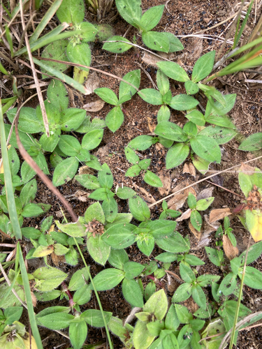 Tropical Mexican Clover