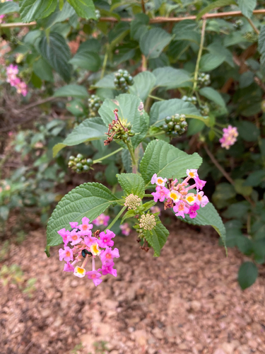 common lantana
