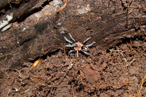 Colombian Dwarf Tiger Tarantula