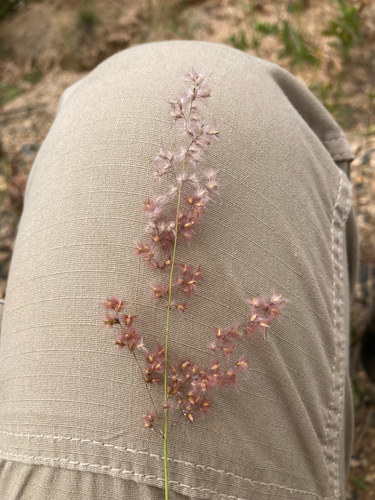 Natal Grass