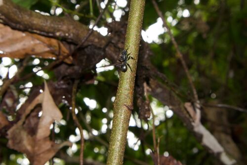 Common Giant Turtle Ant