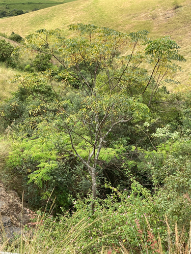 Chinaberry