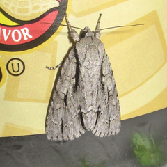 Acronicta texana