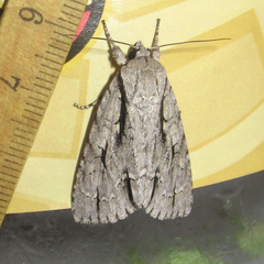 Acronicta texana