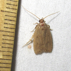 Autosticha kyotensis