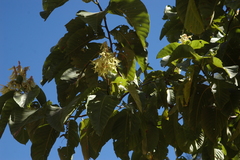 Triplaris melaenodendron