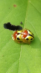 Chiridopsis bowringii