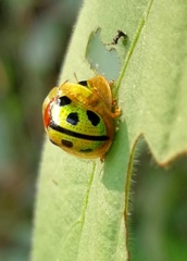 Chiridopsis bowringii