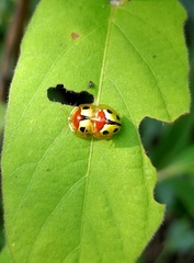 Chiridopsis bowringii