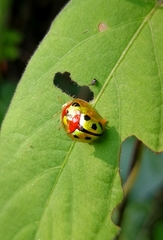 Chiridopsis bowringii