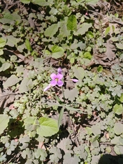 Cardamine nuttallii