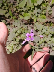 Cardamine nuttallii