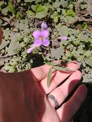 Cardamine nuttallii