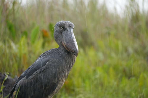 Shoebill