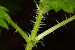 Urtica incisa