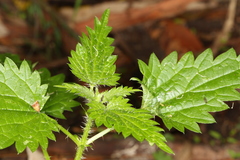 Urtica incisa