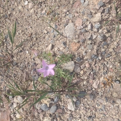 Gilia cana