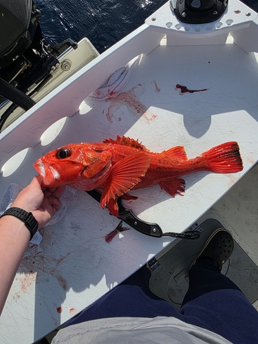 Channel rockcod (Sebastolobus alascanus) — Sebastidae